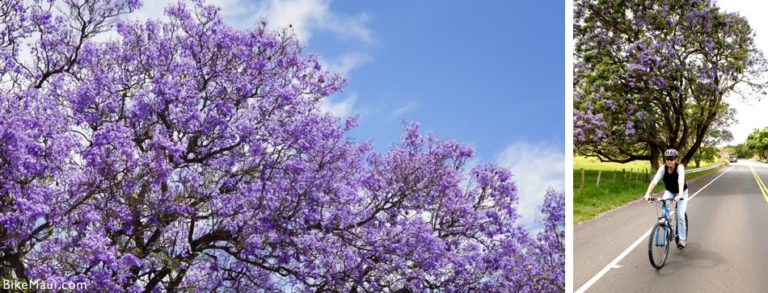 The Beauty of Jacaranda Season on Maui