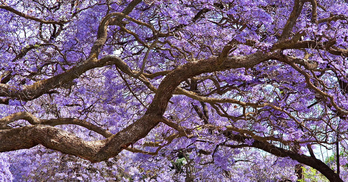 The Beauty of Jacaranda Season on Maui