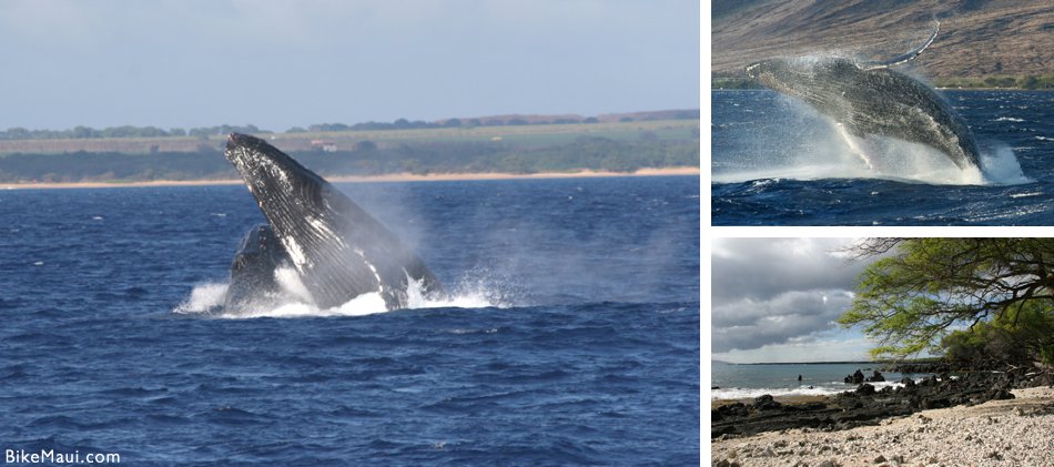 Whale Watching In Maui