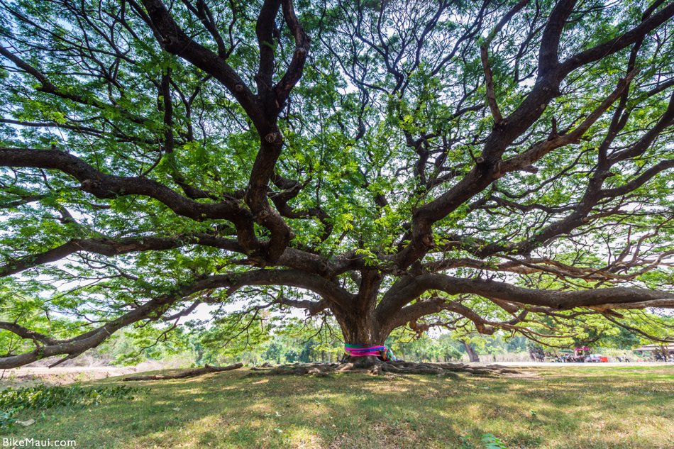 Plant Of The Month Monkeypod Trees   Large Monkeypod 