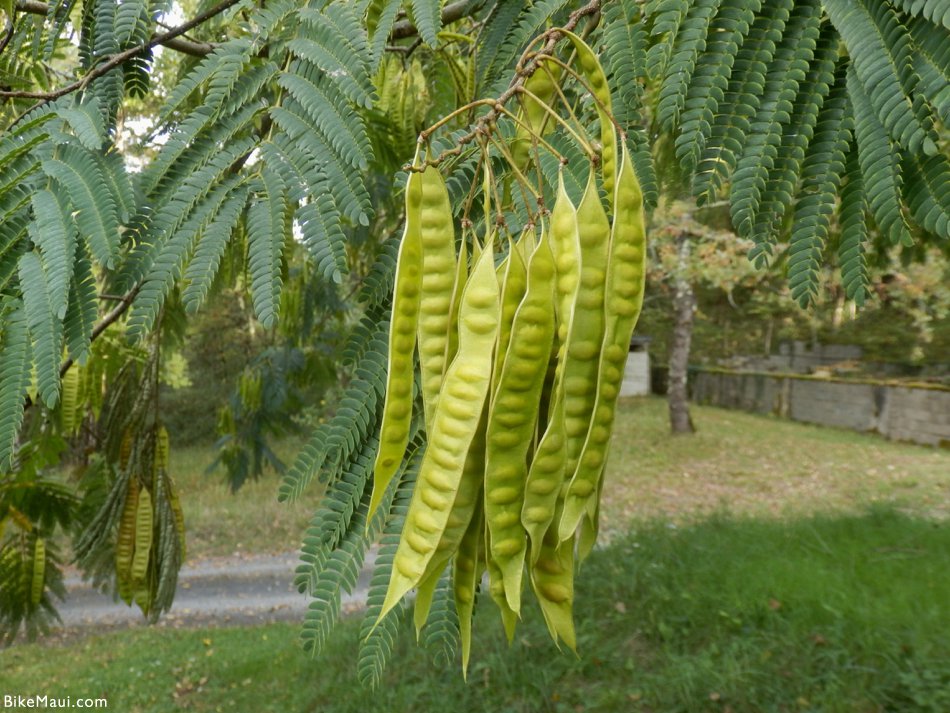 Plant of the Month Monkeypod Trees