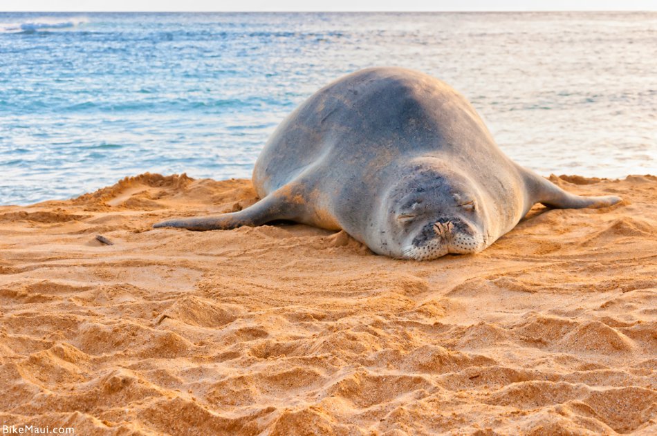 Monk Seal in Hawaii