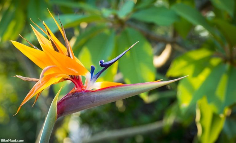 The Flowers of Hawaii - Your Flower Identification Guide on Maui