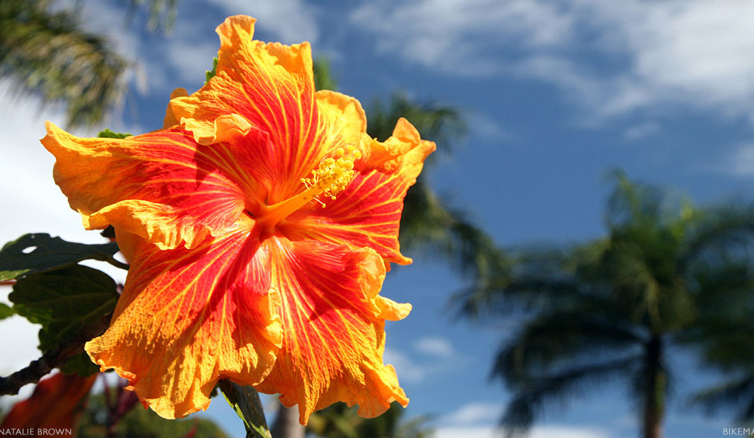 The%20Flowers%20of%20Hawaii%20-%20Your%20Flower%20Identification%20Guide%20on%20Maui