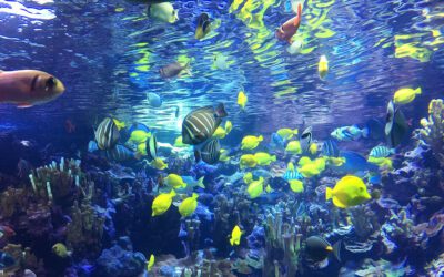 All About the Maui Ocean Center